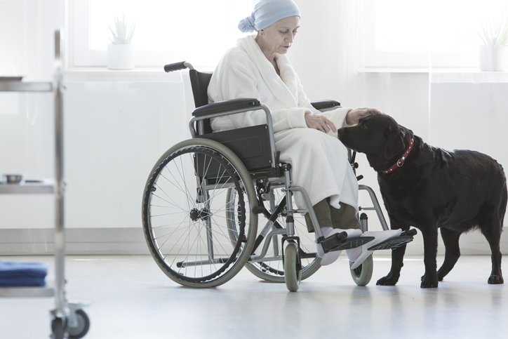 animal assisted therapy